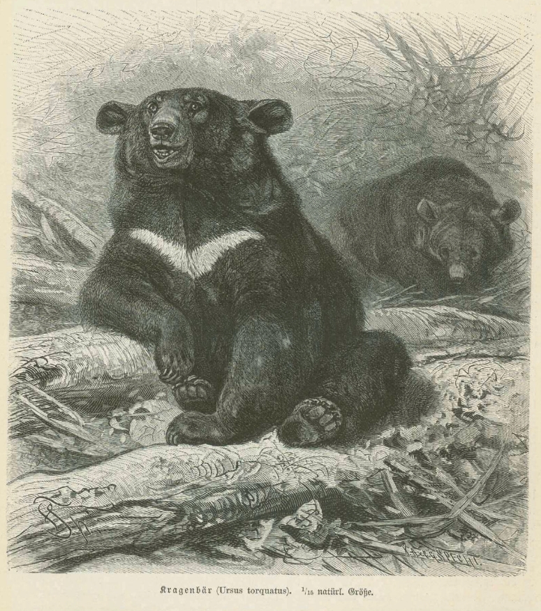 The scientific name of Asiatic black bears was, for a period, changed to Ursus torquatus, in reference to its white collar or necklace. (From Brehms Tierleben 1890)