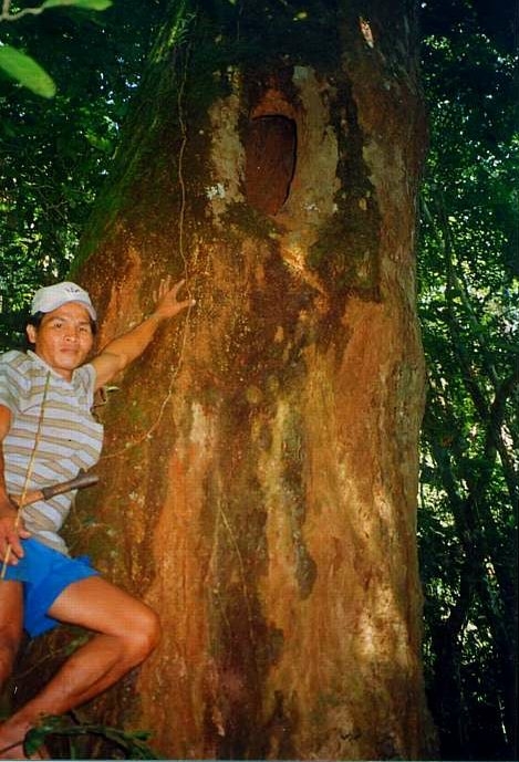 Sun bear_H malayanus_Kalimantan_Indonesia_Tree hole where wild sun bear gave birth and kept cub_G Fredriksson