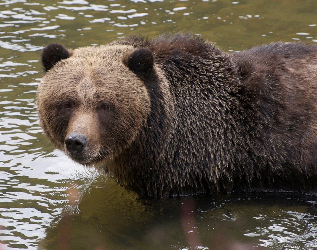 Brown bear_U arctos_British Columbia Canada_distinctive round concave face_J Beecham