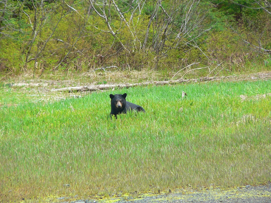 American black bear_U americanus Prince William Sound Alaska_consuming sedge along shoreline_D Garshelis