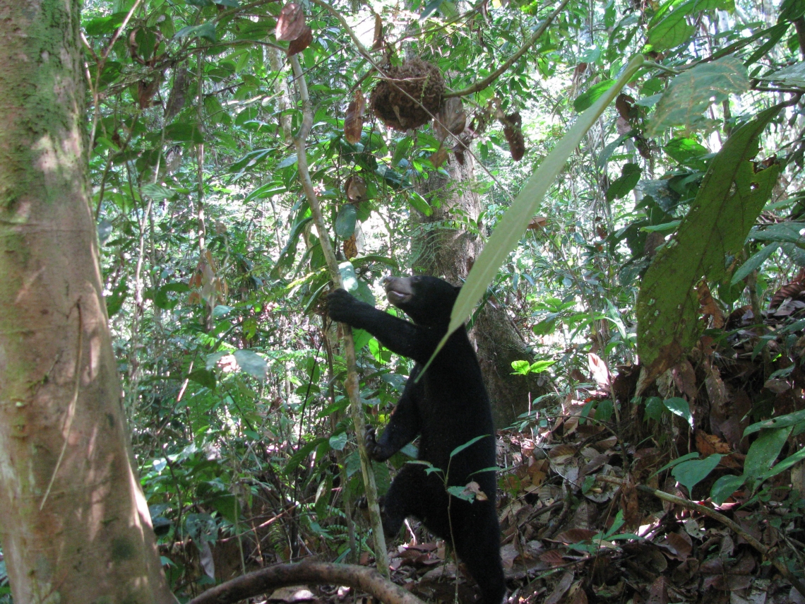 Sun bear_H malayanus_Kalimantan Indonesia_Climbing to get Bulbitermes termites_G Fredriksson