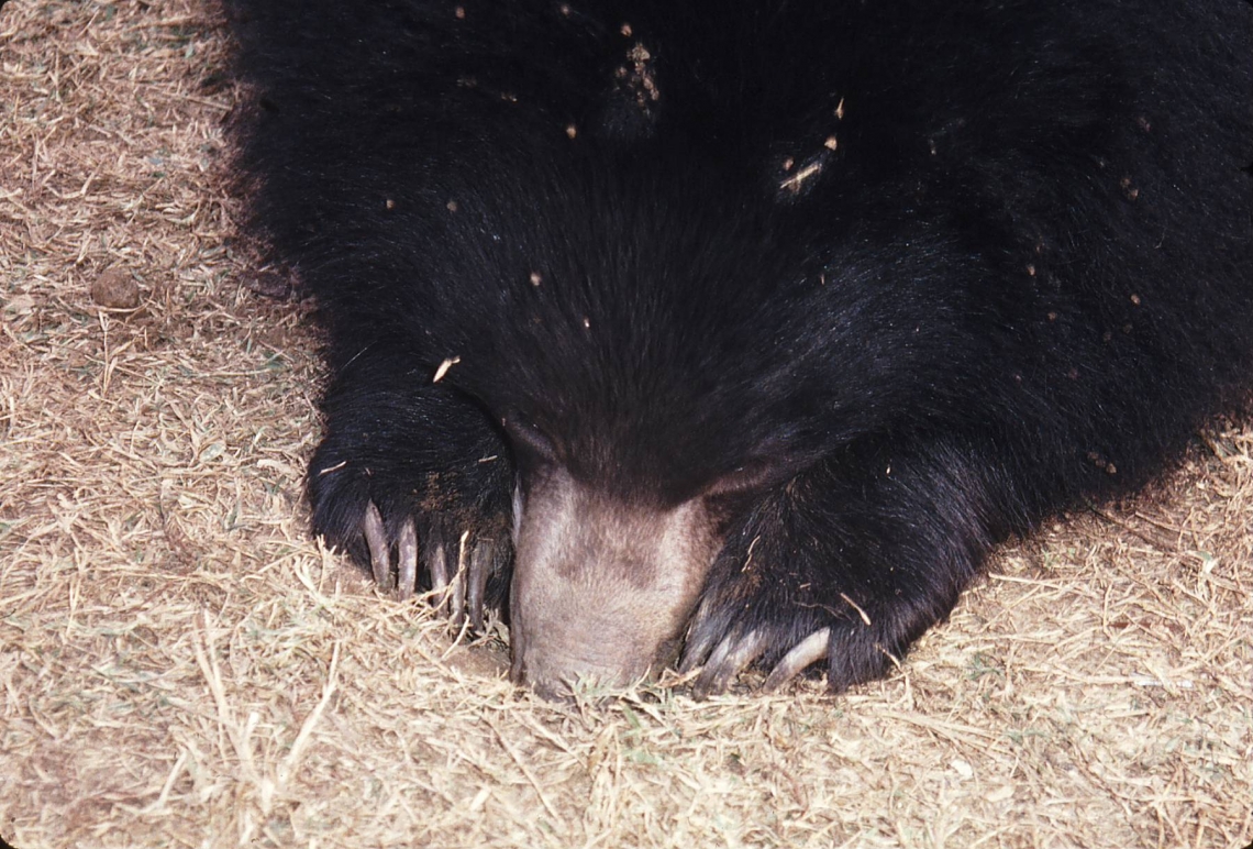 Sloth bear_M ursinus_Chitwan Nepal_sniffing ground for termites_D Garshelis