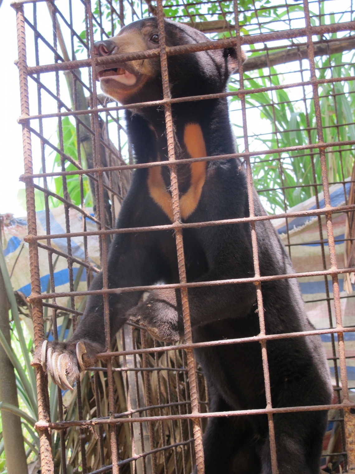 Sun bear_H malayanus_Central Vietnam_captured bear with obvious snare injury_Free the Bears