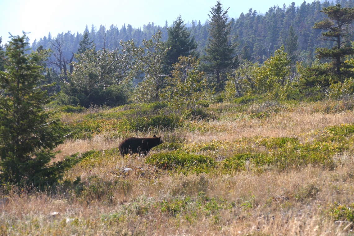 American black bear_U americanus_Glacier NP Montana_feeding on abundant berries in forest opening_D Garshelis