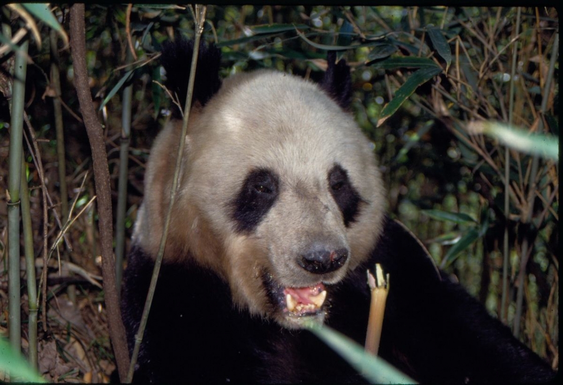 Giant panda_A melanoleuca_Changqing NR_bamboo shoots_Peking University