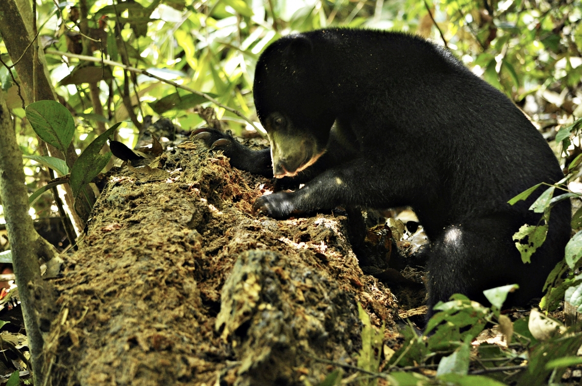 sun bear_H malayanus_Sabah Malaysia_Bornean Sun Bear Conservation Centre captive bear_digging dead log_LM Chiew