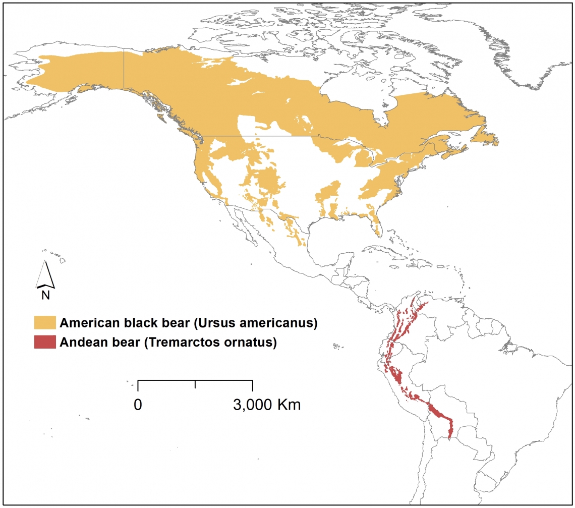 Current range map of the 2 species of bears endemic to the Americas