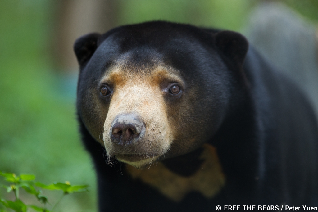 Sun bear_H malayanus_Cambodia Bear Sanctuary Cambodia, rescued from illegal trade_Free the Bears