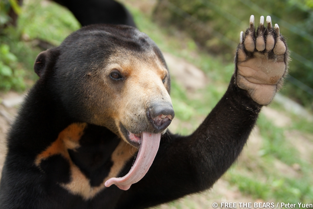 Sun bear_H malayanus_Cambodia Bear Sanctuary Cambodia_rescued from illegal trade_large naked paw long tongue_Free the Bears