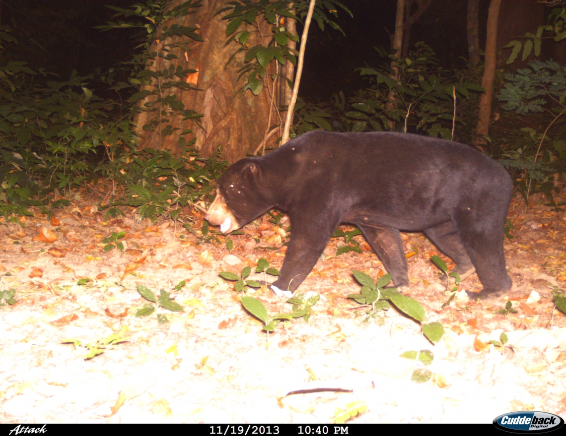 Sun bear_H malayanus_Northeast India_camera trap photo_Priya Singh