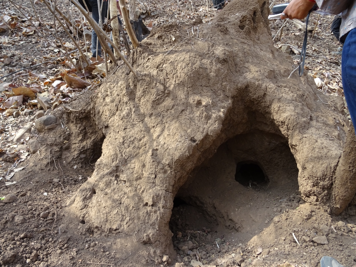 Sloth bear_M ursinus_Maharashtra India_excavated termite mound_Nisha Singh