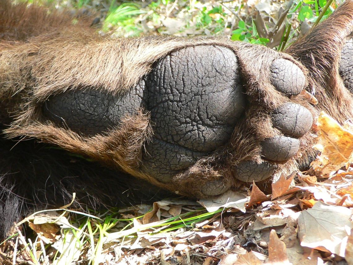 American black bear_Minnesota_rear right foot (note big toe on outside)_D Garshelis