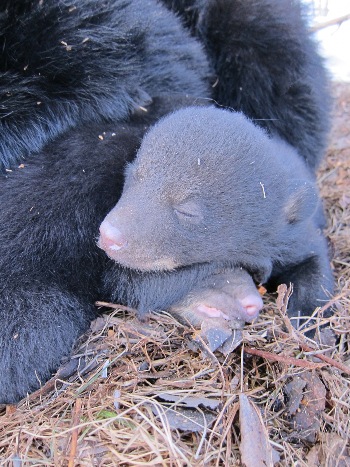 American black bear_U americanus_Minnesota_young cubs in den before opening eyes_D Garshelis