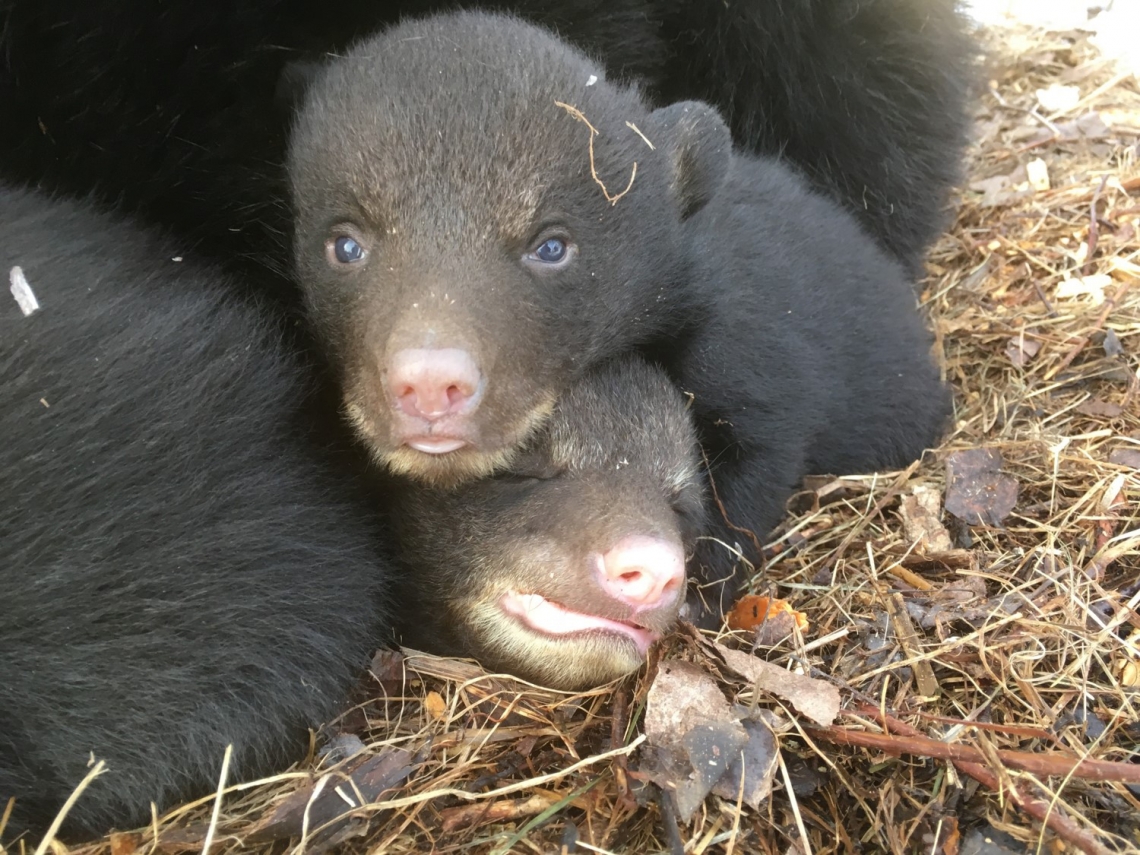 American black bear_U americanus_Minnesota_7 week old cubs in den with typical blue eyes_D Garshelis