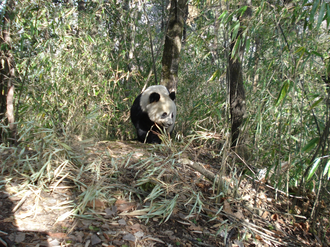 Giant panda_A melanoleuca_Changqing NR_thick bamboo understory_Peking University