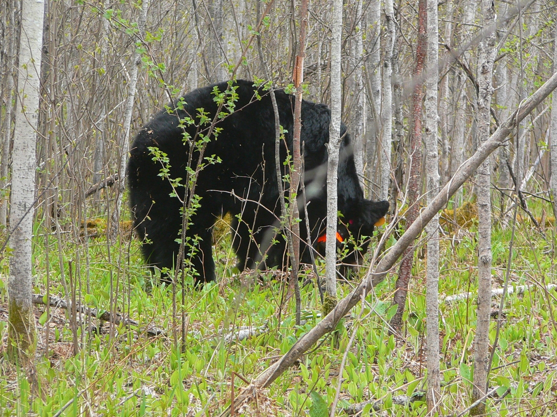 American black bear_U americanus_aspen forest with spring greens_D Garshelis