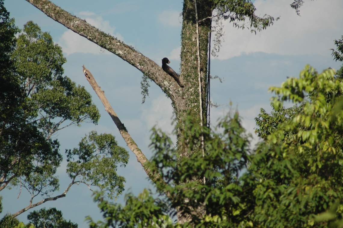 Sun bear_H malayanus_Kalimantan Indonesia_Resting on giant Dipterocarp tree branch_Chandra Dewana Boer