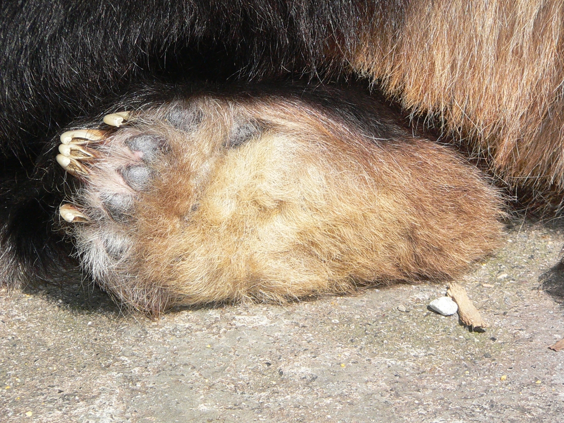 Giant panda_A melanoleuca_Wolong breeding center_haired underside of rear foot_D Garshelis