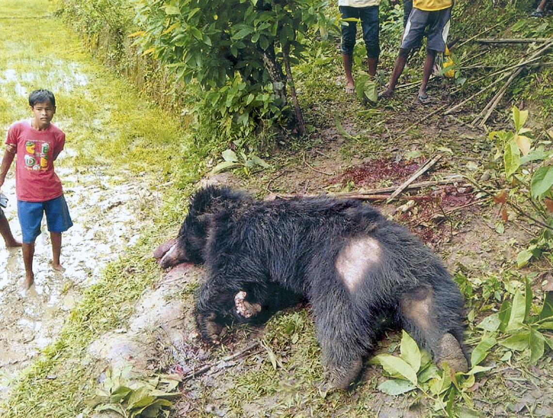 Sloth bear_M ursinus_Assam India_killed by village mob after attacking people in abandoned tea plantation_Forest Department, Assam