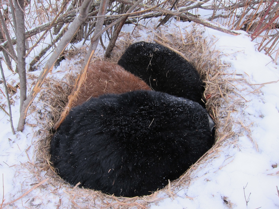 American black bear_U americanus_Minnesota_mother denning with her 2 yearlings, 1 black 1 brown_D Garshelis