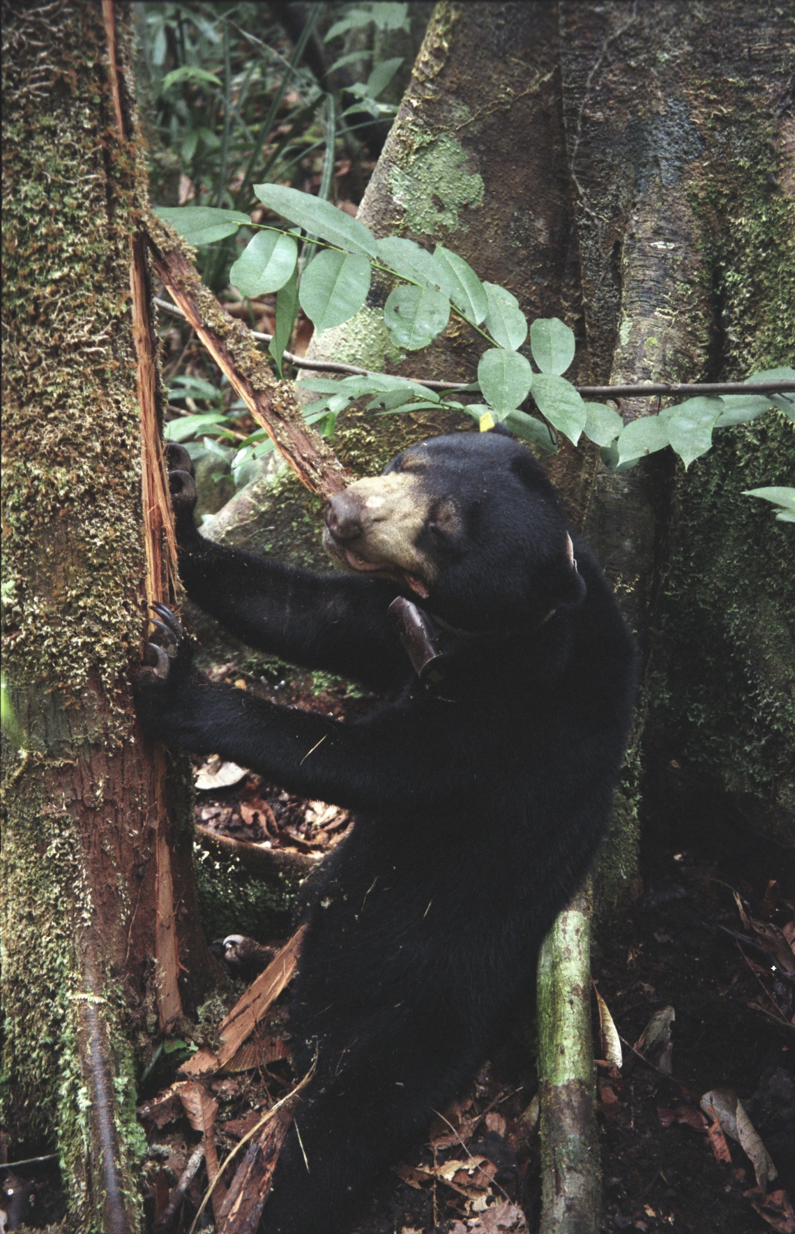 Sun bear_H malayanus_Kalimantan Indonesia_Breaking into stingless bees nest_G Fredriksson