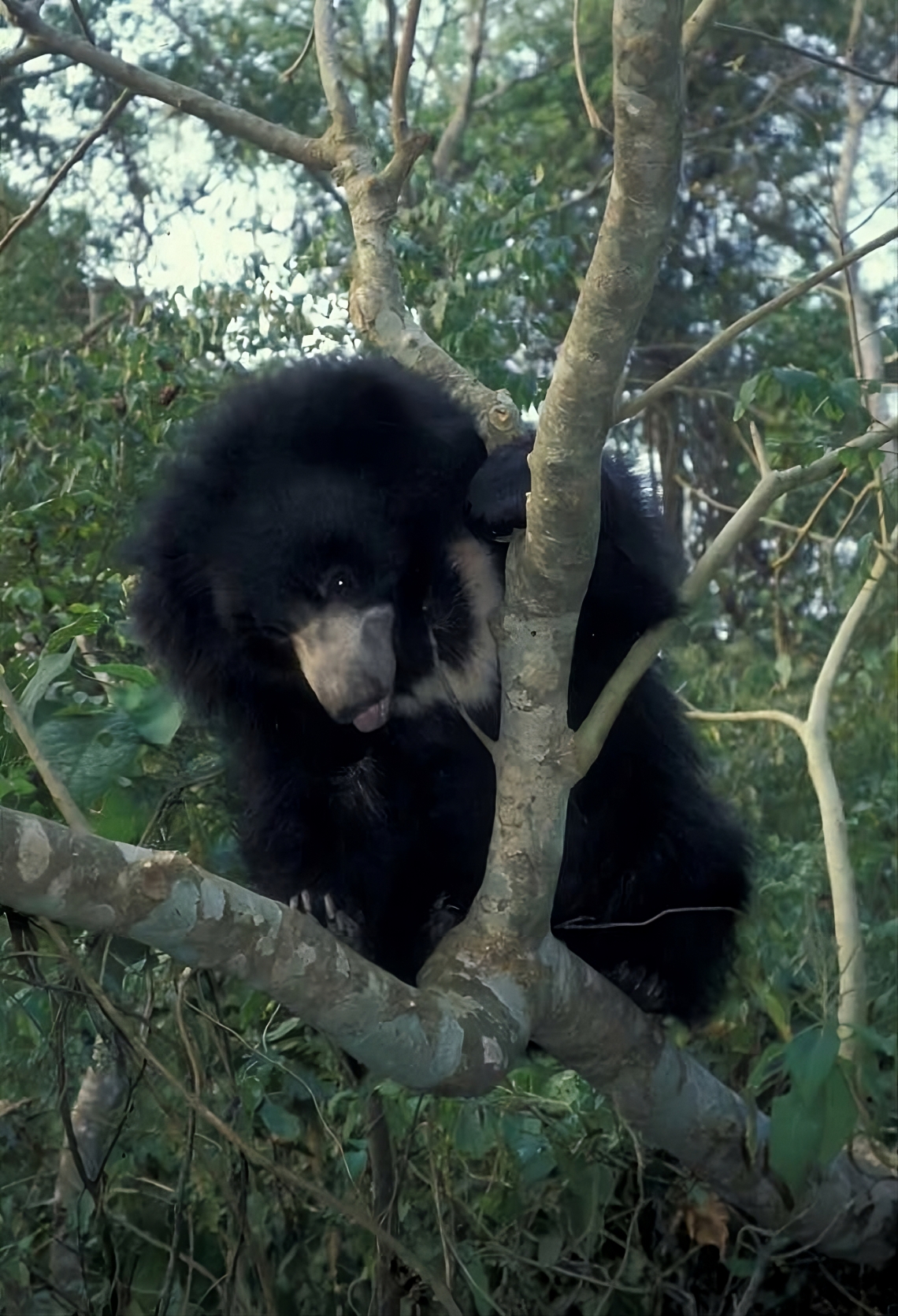 Sloth bear_M ursinus_Chitwan Nepal_tree climbing_D Garshelis