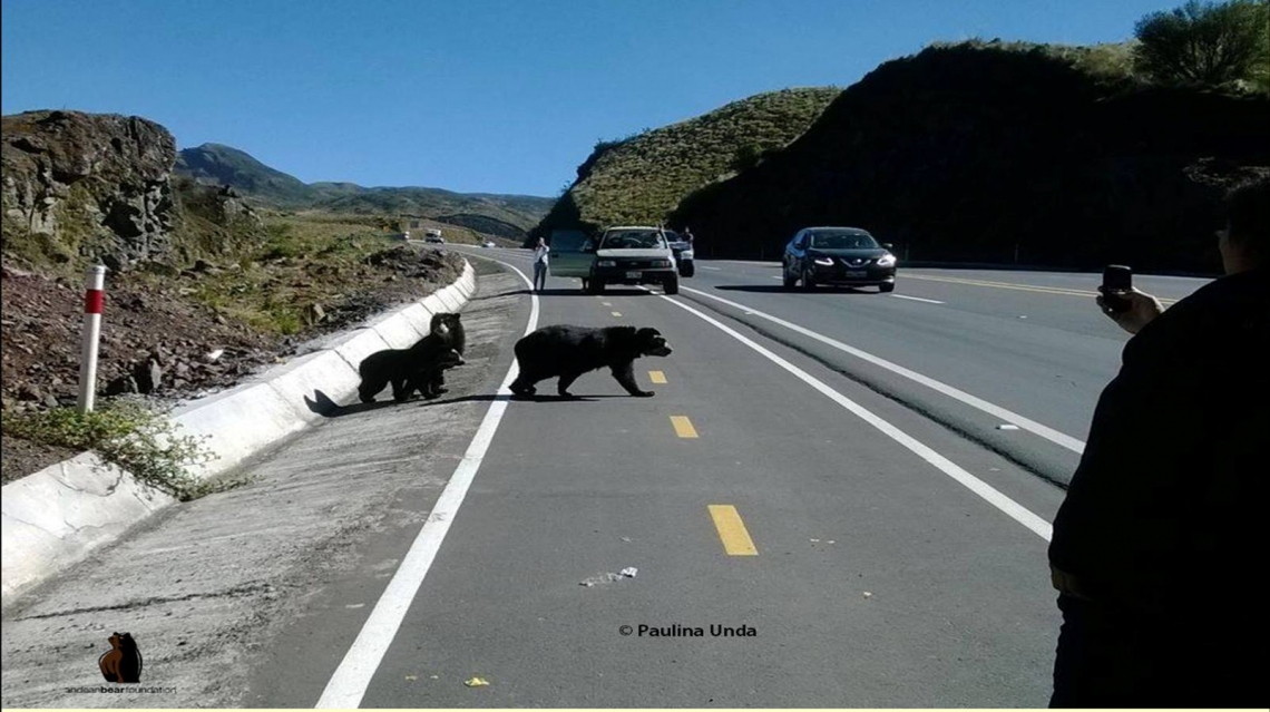 Andean bear_T ornatus_Cayambe Coca National Park Ecuador_bear family crossing highway_Paulina Unda