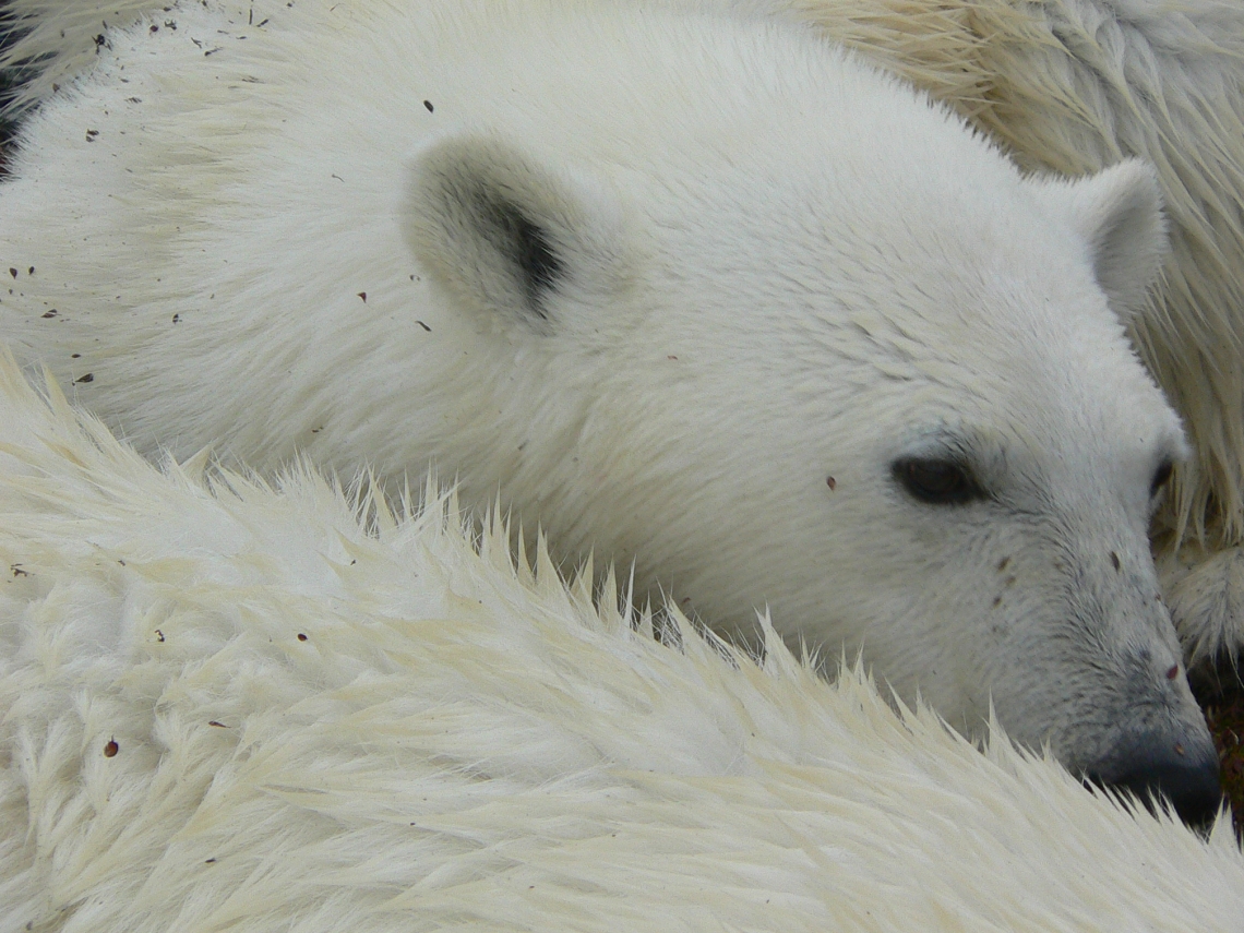 Polar bear_U maritimus_Nunavut Canada_closeup face and fur_D Garshelis