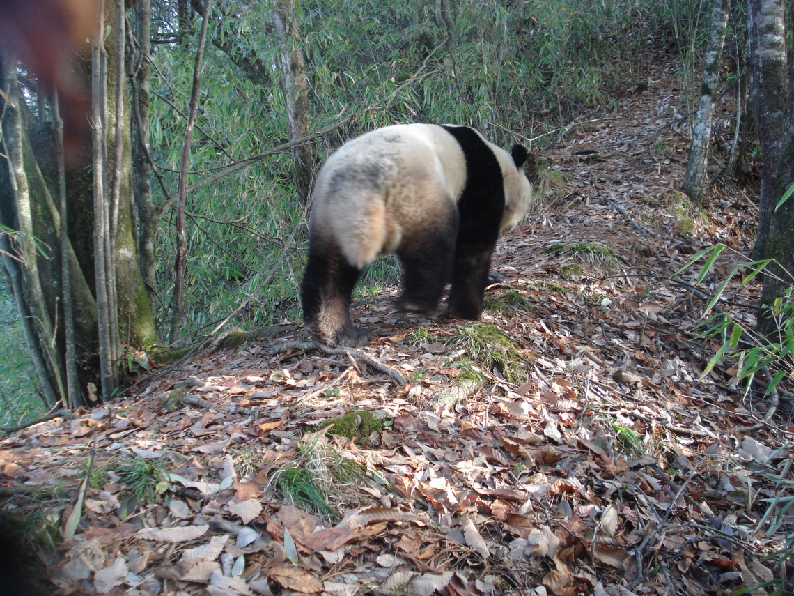 Giant panda_A melanoleuca_camera trap China_longest tail of any bear species_Peking University