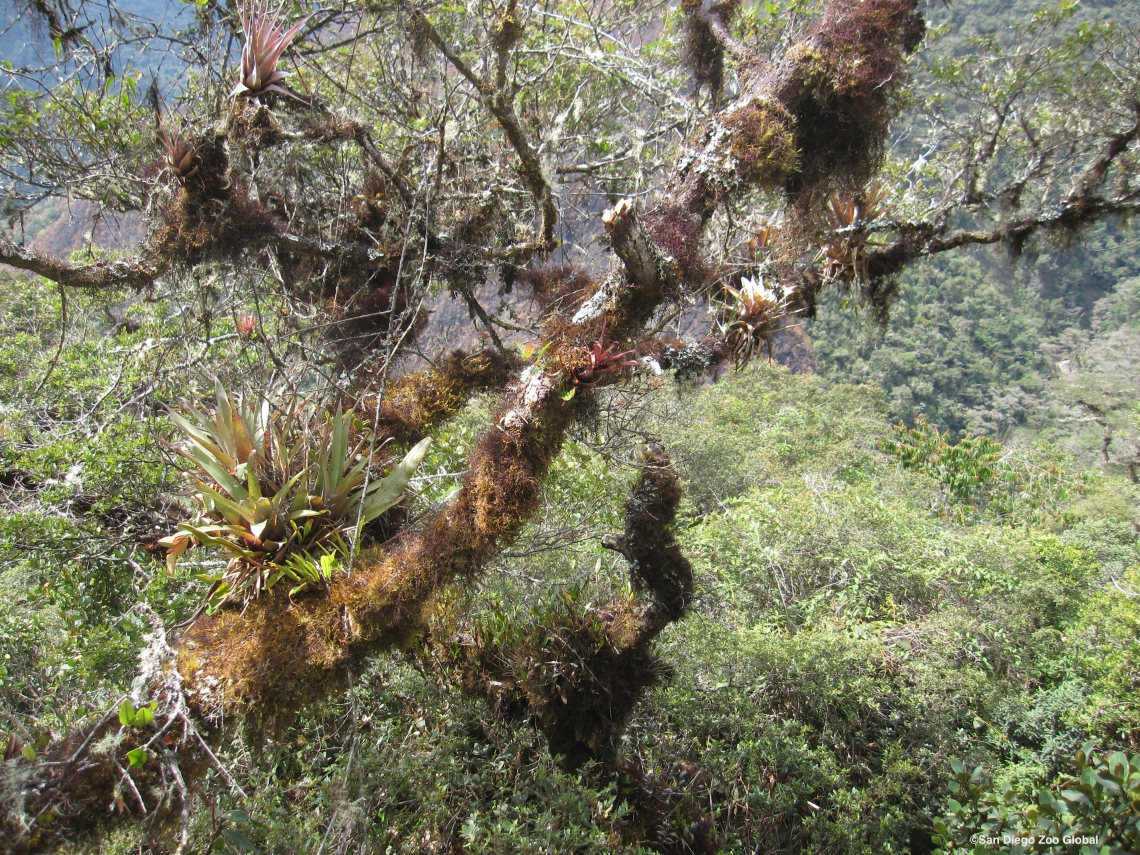 Andean bear_T ornatus_Kcosñipata Peru_epiphytic bromeliads growing on tree_San Diego Zoo Global