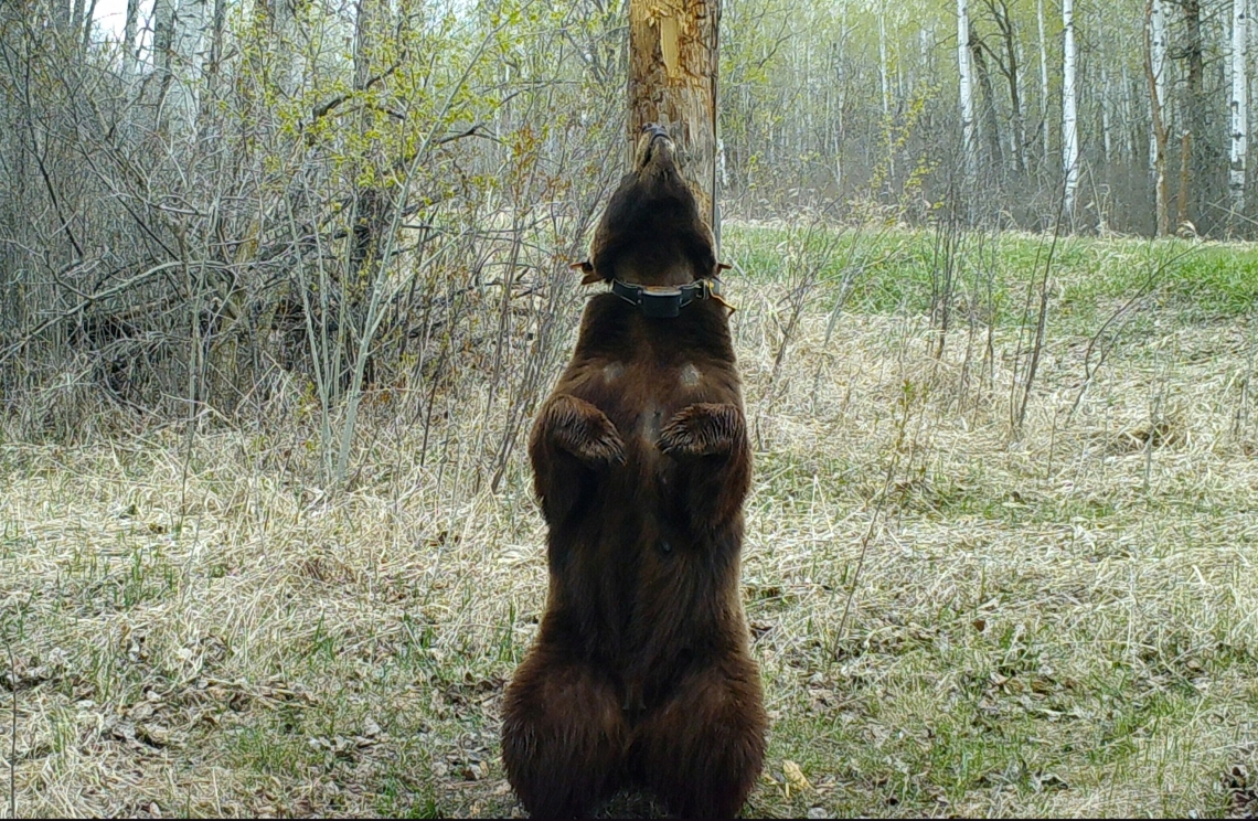 American black bear_U americanus_Minnesota_scent marking on power pole by adult female during breeding season_B Hemly