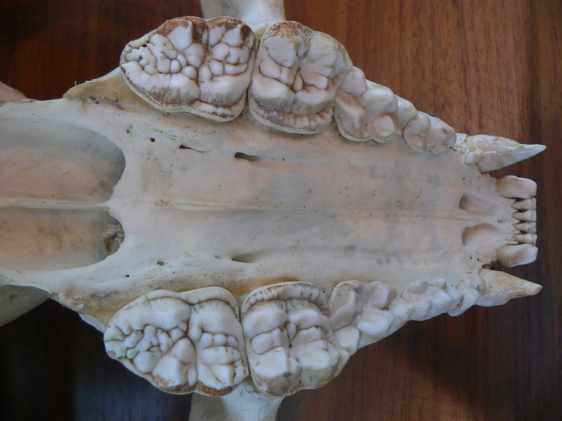 Giant panda_A melanoleuca_skull showing wide grinding molars_D Garshelis.JPG