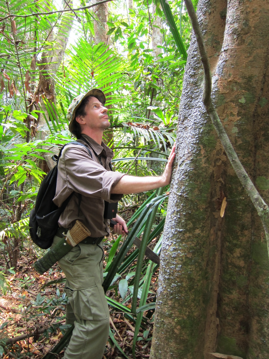 Sun bear_H malayanus_Lao PDR_researcher examines claw marks on tree_D Garshelis