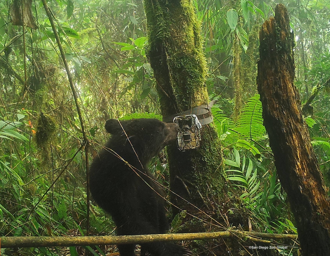 Andean bear_T ornatus_Kcosñipata Peru_subadult Andean bear sniffing camera trap_San Diego Zoo Global