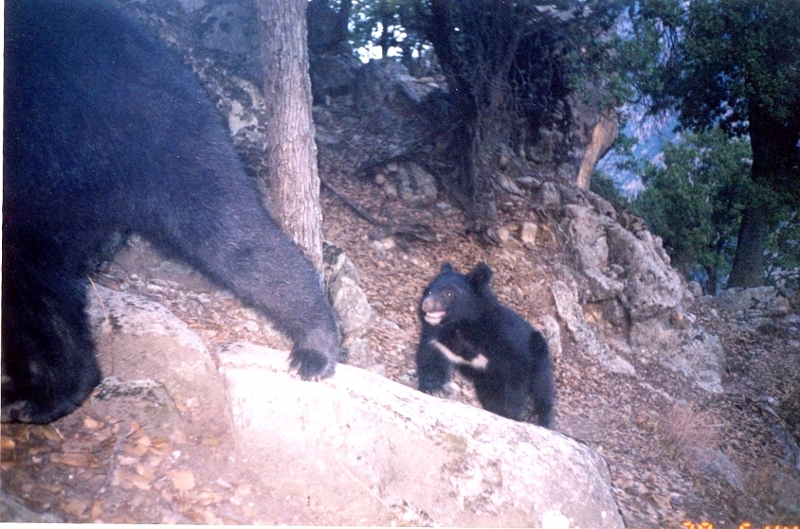 Asiatic black bear with cub, Afghanistan_Wildlife Conservation Society