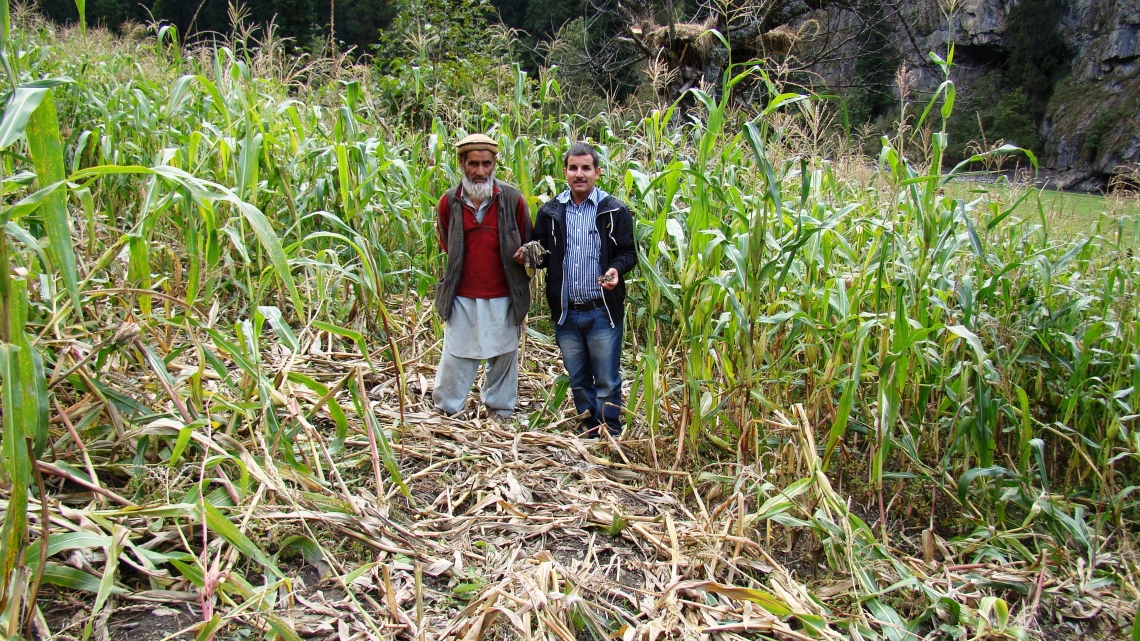 Asiatic black bear_U thibetanus_Pakistan_bear damaged cornfield_Md N Awan