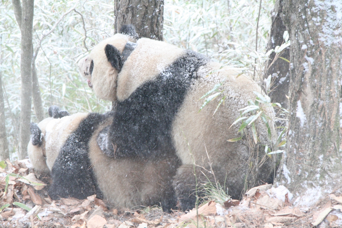 Giant panda_A melanoleuca_Foping NR_mating_IOZCAS