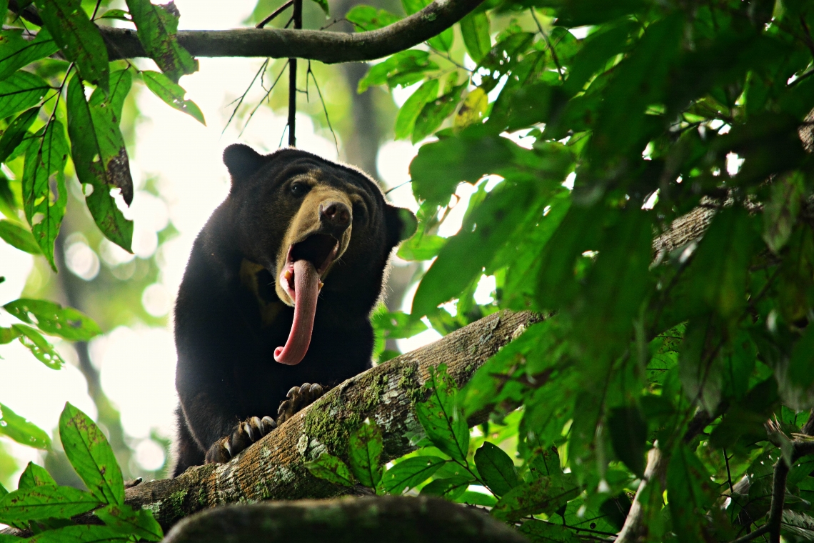 Sun bear_H malayanus_Sabah Malaysia_Borneo Sun Bear Conservation Center_walking on tree limb_Chiew Lin May