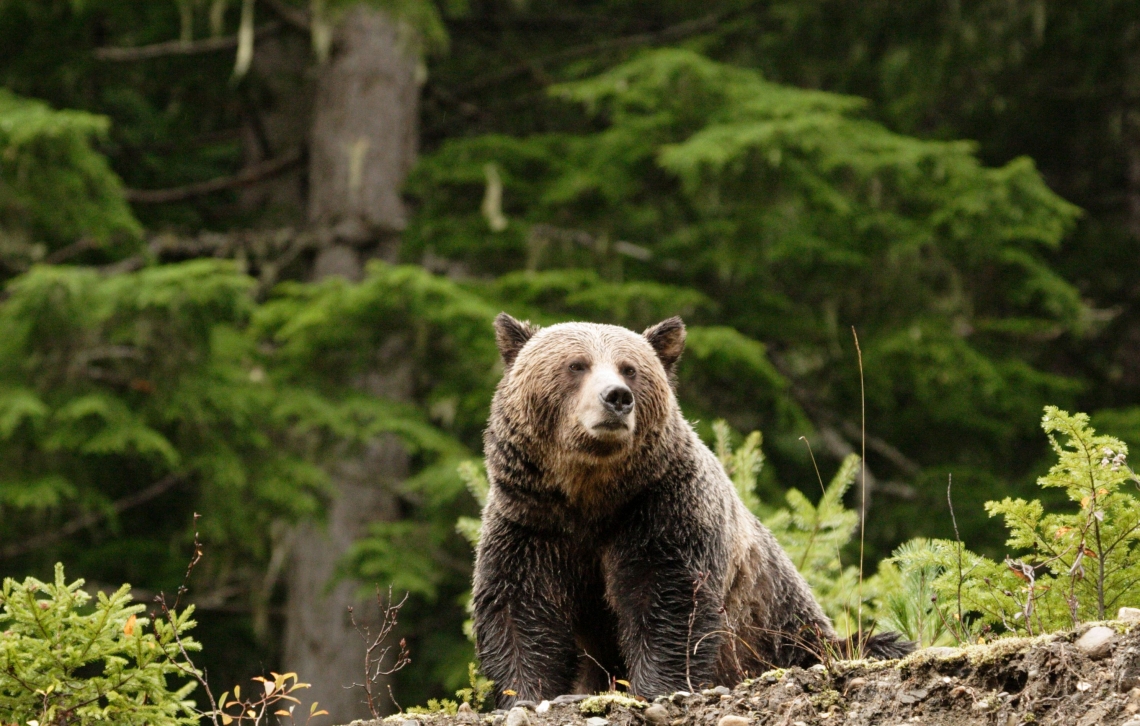 Brown bear_U arctos_Interior British Columbia Canada_grizzled coat_G. MacHutchon
