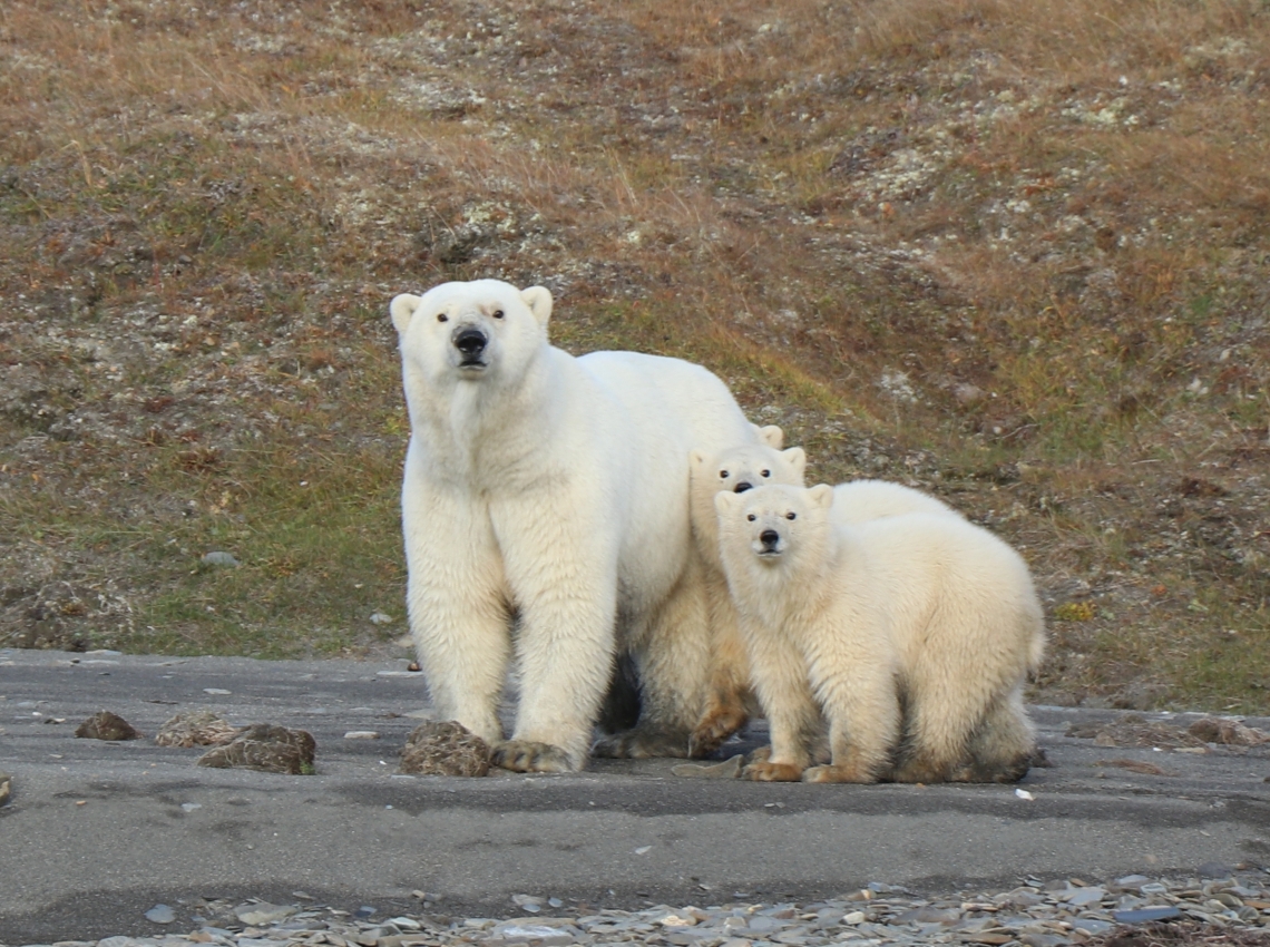 Polar bear_U maritimus_Alaska_female with cubs on shore_E V Regehr