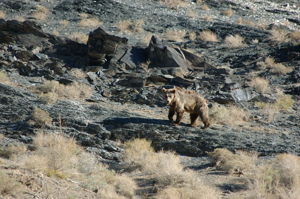 Brown bear, Gobi desert Mongolia_P Kaczensky