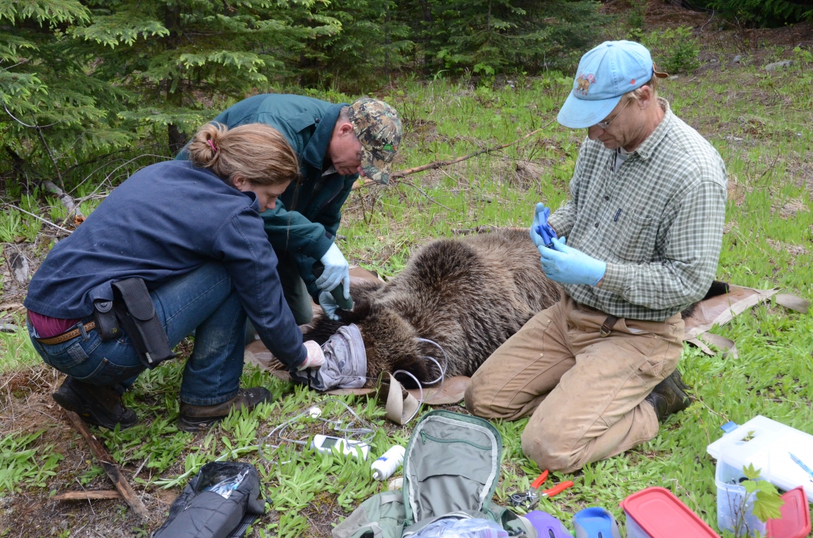 Brown bear_U arctos_Southern British Columbia Canada_radio collaring an immobilized bear_M Proctor