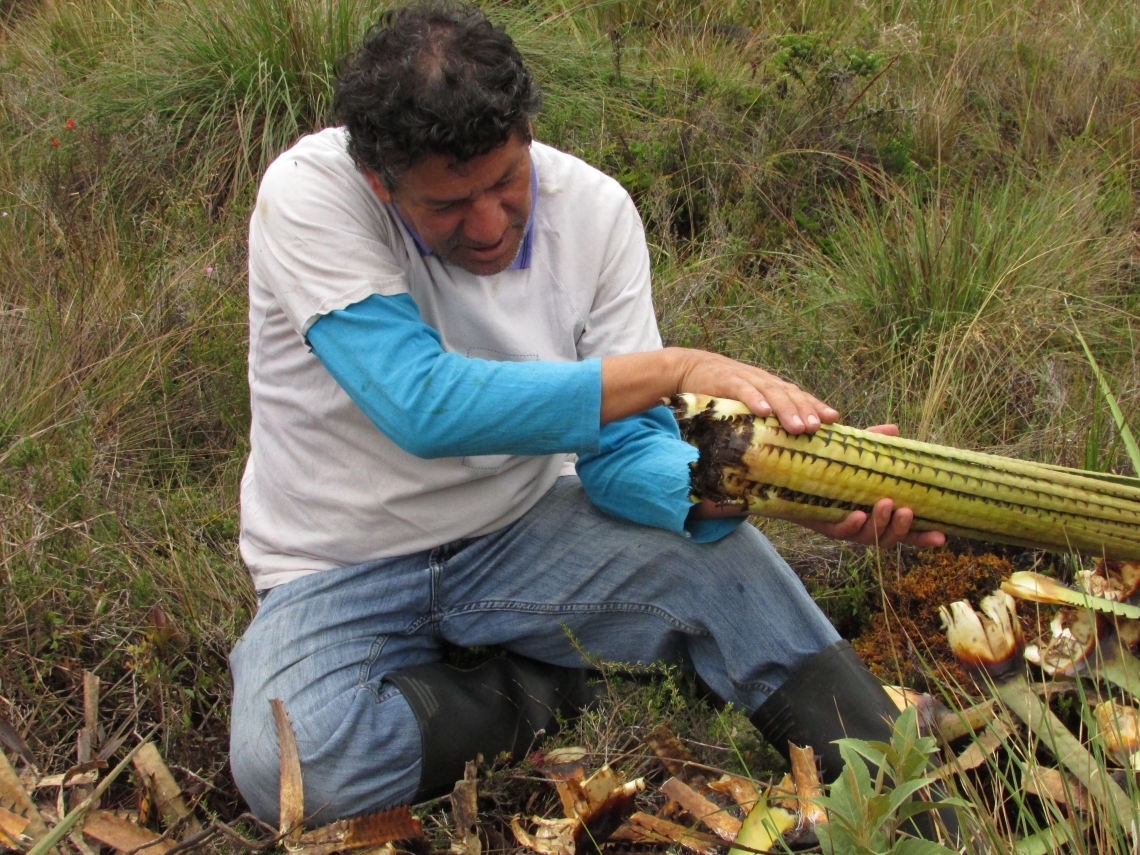 Andean bear_T ornatus_Colombia_Daniel Rodriguez with foraged terrestrial bromeliad_Fundación Wii-Corpoboyaca-Colombia