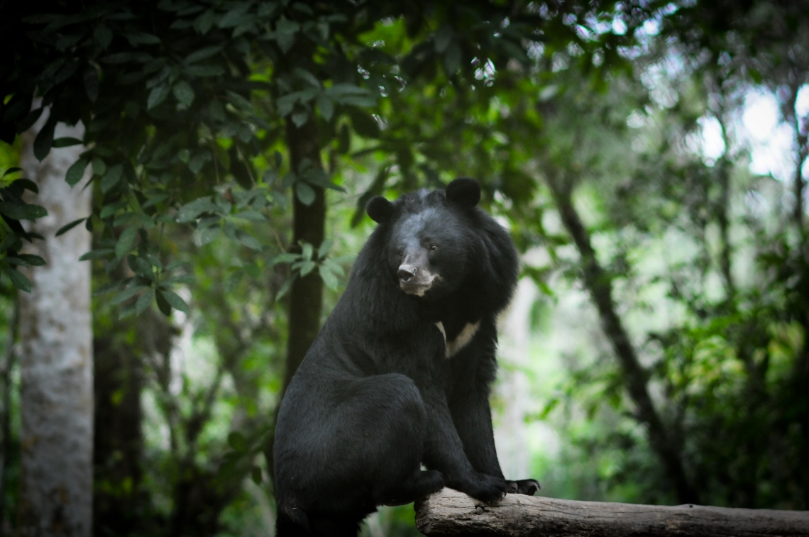Asiatic black bear_U thibetanus_SE Asia rescue center_ruff on neck, large ears_Free the Bears