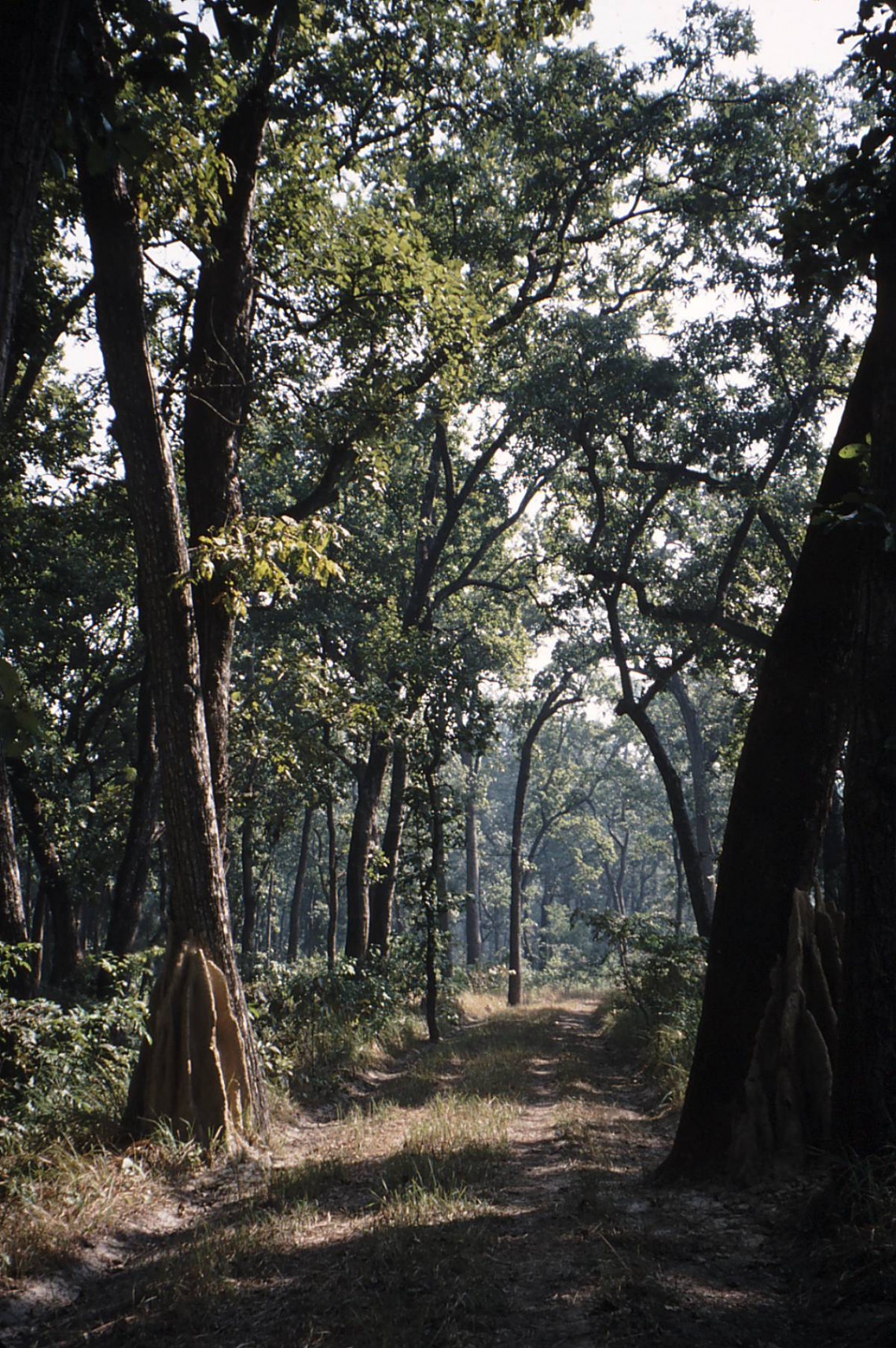 Sloth bear_M ursinus_Chitwan Nepal_forest road through lowland forest habitat_D Garshelis