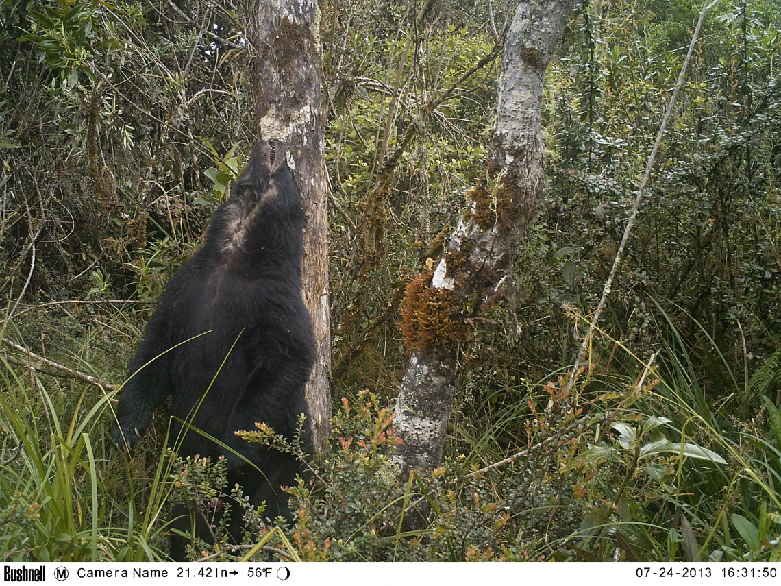 Andean bear_T ornatus_Colombia_adult marking on tree_Fundaciòn Wii-Nexen-Corpoguavio-Colombia_2