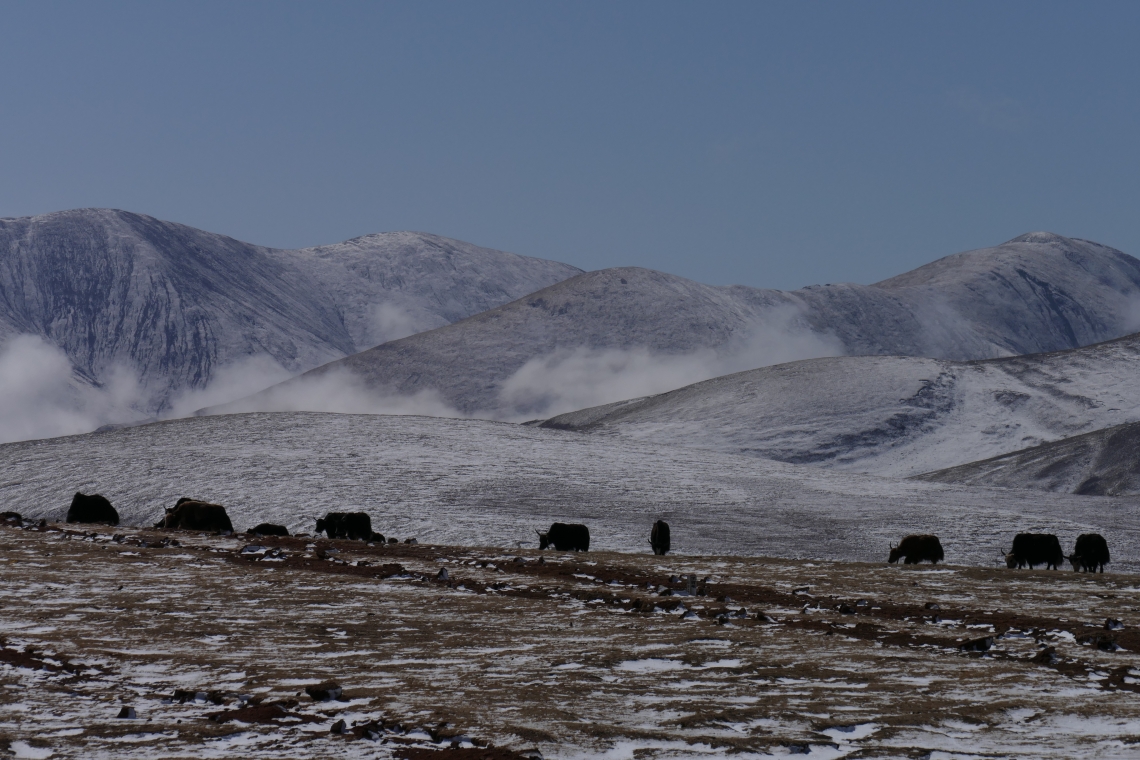 Free ranging yak vulnerable to brown bear predation on Tibetan plateau_D Garshelis