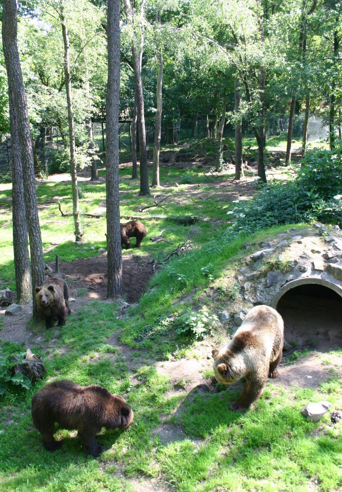 Brown bear_U arctos_large natural exhibit Ouwehand zoo Rhenen Netherlands_©BEARSinMIND