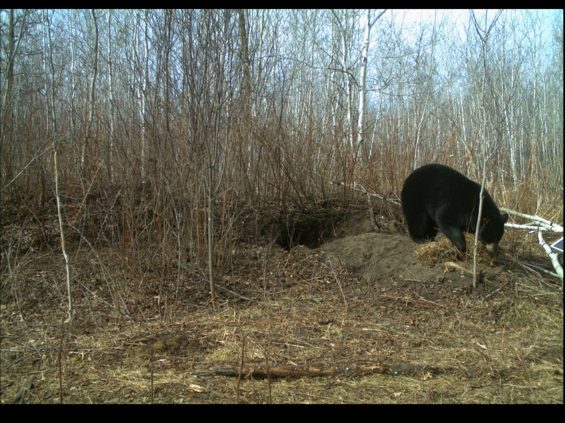 American black bear_U americanus_Minnesota_female raking bedding material into den_Minnesota DNR camera trap