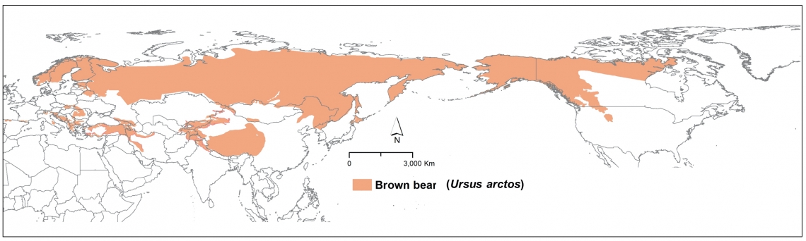 Current range map of brown bears, spanning 3 continents